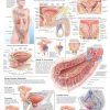 Anatomical Prostate Poster | The Prostate | Mens Health Downunder